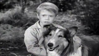 Lassie  Lassies Decision  Full Episodes  Old Cartoons  Videos For Kids 🐕 [upl. by Yadnus]