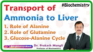 Transport Of Ammonia To Liver  Role of Alanine Role of Glutamine GlucoseAlanine cycle  USMLE [upl. by Itnuahsa]