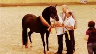 Black Arabian Gramet Gold ribbon stallion German Association winner stallion licensing 2013 [upl. by Nazler675]