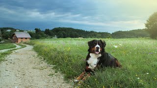 Bernese Mountain Dog Puppies Care and Training [upl. by Asillem458]