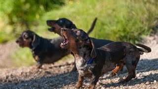 DACHSHUND BARKING  DACHSHUND HOWLING AND BARKING COMPILATION 2016 [upl. by Theresa155]