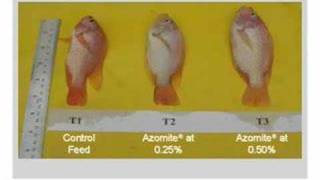 AZOMITE in Aquaculture [upl. by Namajneb243]