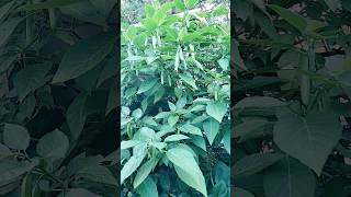 How exciting is this So many blooms on my Brugmansia ready to open brugmansia tropicals [upl. by Cowie]