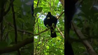 Tui sings in various tones birds NZendemic wildlife NewZealandBirds tui [upl. by Hieronymus824]