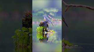 striated Heron sciencefacts science facts knowledge [upl. by Aaberg]