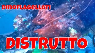 DINOFLAGELLATI distruggono il mio ACQUARIO MARINO [upl. by Andros]