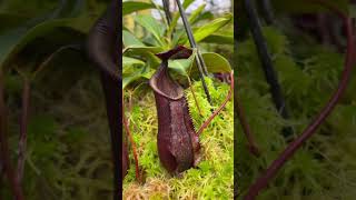 Item Short BE3128  N muluensis x lowii carnivorous nepenthes [upl. by Polard228]