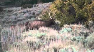 Colorado Elk bow hunt day 2 [upl. by Lurline]