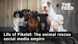 Life of Pikelet The animal rescue social media empire [upl. by Atat]