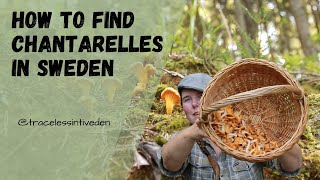 How to Find Chantarelles in the Swedish forest [upl. by Xuaegram]