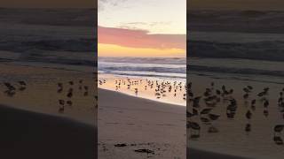 Ocean Beach Sunset with Sanderlings sunset oceanbeach sanfrancisco birds shorebirds coastline [upl. by Knowlton]