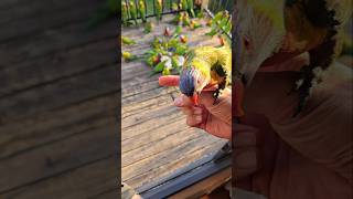 Lorikeet INSTANT FRIENDSHIP🦜❤️🥰🤗😁 [upl. by Annerol]