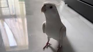 Cockatiel albino singing pink panther in the kitchen 🩷 [upl. by Nonnad]