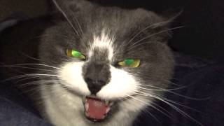 SlowMo cat hissing [upl. by Finnie]