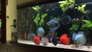 Discus aquarium 620 l [upl. by Cooperstein]