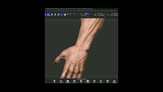 zbrush arm sculpt with skin detail sculptzbrush zbrush 3d sculpting werewolf short shorts [upl. by Ellecrag329]