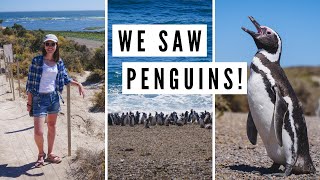 PATAGONIA WILDLIFE Spotting Penguins  Sea Lions on Valdes Peninsula  Chubut Argentina [upl. by Airad]