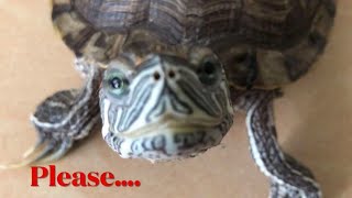 Funny Turtle thinks I am His Mommy [upl. by Selestina927]