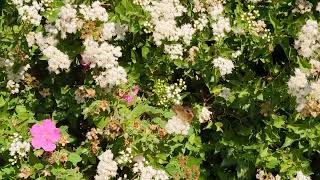 Fragrant Mistflower Attacked by Butterflies [upl. by Wendie]