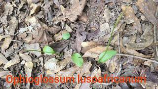 Adders tongue Ophioglossum vulgatum an edible and magical fern [upl. by Hoj]