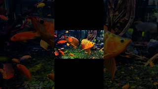 Arowana Fish Tank 🐟 arowana fish breedingarowana fish tank matesarowana feedingred arowana [upl. by Akemat]