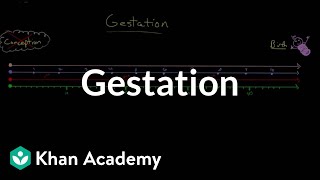 Gestation  Behavior  MCAT  Khan Academy [upl. by Aneeuqal]