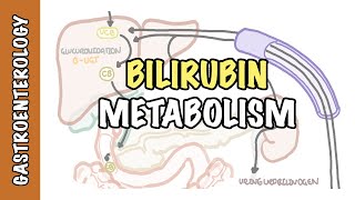 Bilirubin Metabolism  unconjugated and conjugated bilirubin [upl. by Davenport]