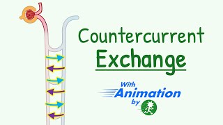 Countercurrent Exchange Mechanism in Kidney Animation  How Medulary Hyperosmolarity is Maintained [upl. by Bandur522]