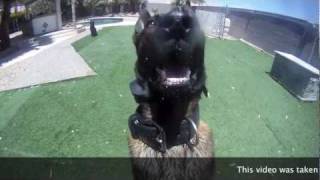 DOG BARKS IN YOUR FACE  Taken with GOPRO HERO HD CAMERA [upl. by Hernardo842]