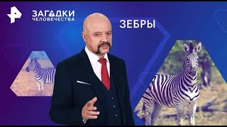 Зебры — Загадки человечества с Олегом Шишкиным 15 02 2024 [upl. by Einolem]