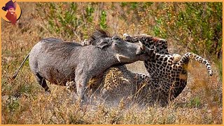 15 Moments When Animals Messed With The Wrong Warthog [upl. by Yengac]