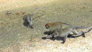 Baby Monkeys VS Baby Lizard  Krabi Thailand [upl. by Adai]