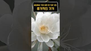 세상에서 가장 비싼 꽃 TOP 3의 충격적인 가격과 비밀스러운 이야기 [upl. by Ennayar]