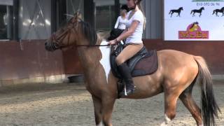 Marley Dressage Lessons Raws [upl. by Firestone]