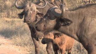 Sound of the African Bushveld Buffalos  AFRICAN WILDLIFE [upl. by Yesnnyl433]