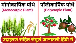 monocarpic and polycarpic plants in hindi  Class 12  मोनोकार्पिक और पॉलीकार्पिक पौधों में अंतर [upl. by Handler]