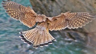 Kestrel Hunting and Hovering  Faucon Crécerelle Vol Stationnaire [upl. by Millham]