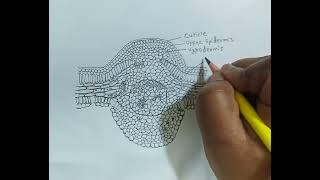 Cycas  T S of leaflet  TS of cycas leaflet  practical diagram [upl. by Sirama]