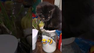 How are you sitting on the sugar jar shorts cat kitten funny [upl. by Cyndy]