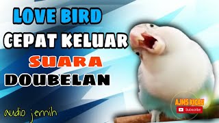 Masteran love bird konslet cepat keluarkan dobelan  audio jernih [upl. by Wu456]