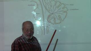 Neuroanatomy 95  Fourth ventricle part 1   by Dr Wahdan [upl. by Ahselef]