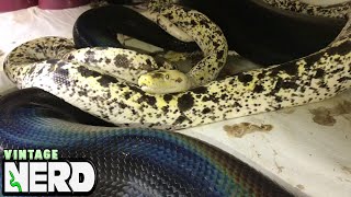 Cow Retic breeding a big black female Golden Child Reticulated Python [upl. by Giralda]