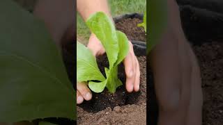 Growing Beautiful Radicchio from Seed to Harvest in container garden [upl. by Sirama]