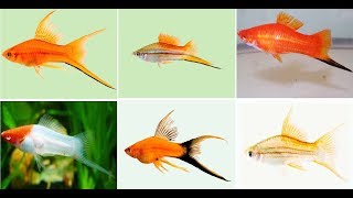 Beautiful Swordtail Fish Varieties For Aquarium [upl. by Latihs]