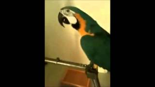 WTF Parrot [upl. by Nari]