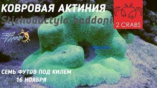 Посылка Ковровая актиния Stichodactyla haddoni [upl. by Gnouv]