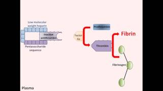 Heparin  Mechanism of Action [upl. by Esetal]