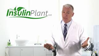 Insulin Plant  The Ultimate Blood Sugar Support [upl. by Meensat601]