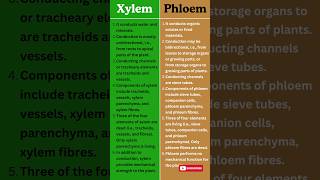 Xylem vs Phloem  Key Differences in Plant Transport Systems Explained [upl. by Joellyn]