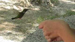 Hummingbird Feeding at Lake Hope State Park Ohio [upl. by Earized]